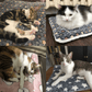 🐱 Супер Предложение 🐾 Екстра Уютна Одеялка за Нежно Уголвяване