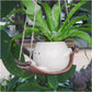 🌸 Весели градински сакове с лица | От различни размери за сукуленти и билки – промоция при покупка на повече